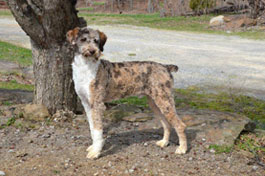 aussiedoodle breeders near me