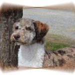 Male Aussiedoodle