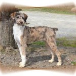 Male Aussiedoodle Puppies at Double R Doodles