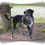 Male German Shepaussiedoodle Dog