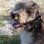 Female Ausiedoodle Dog