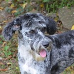 Female German Shep Aussiedoodle Breeder - Double R Doodles