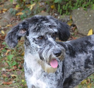 Female German Shep Aussiedoodle Breeder - Double R Doodles