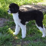 Male Aussiedoodle Breeder Double R Doodles