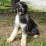 Aussie Female Puppies from Double R Doodles