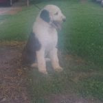 ale Sheepadoodle Breeder - Double R Doodles