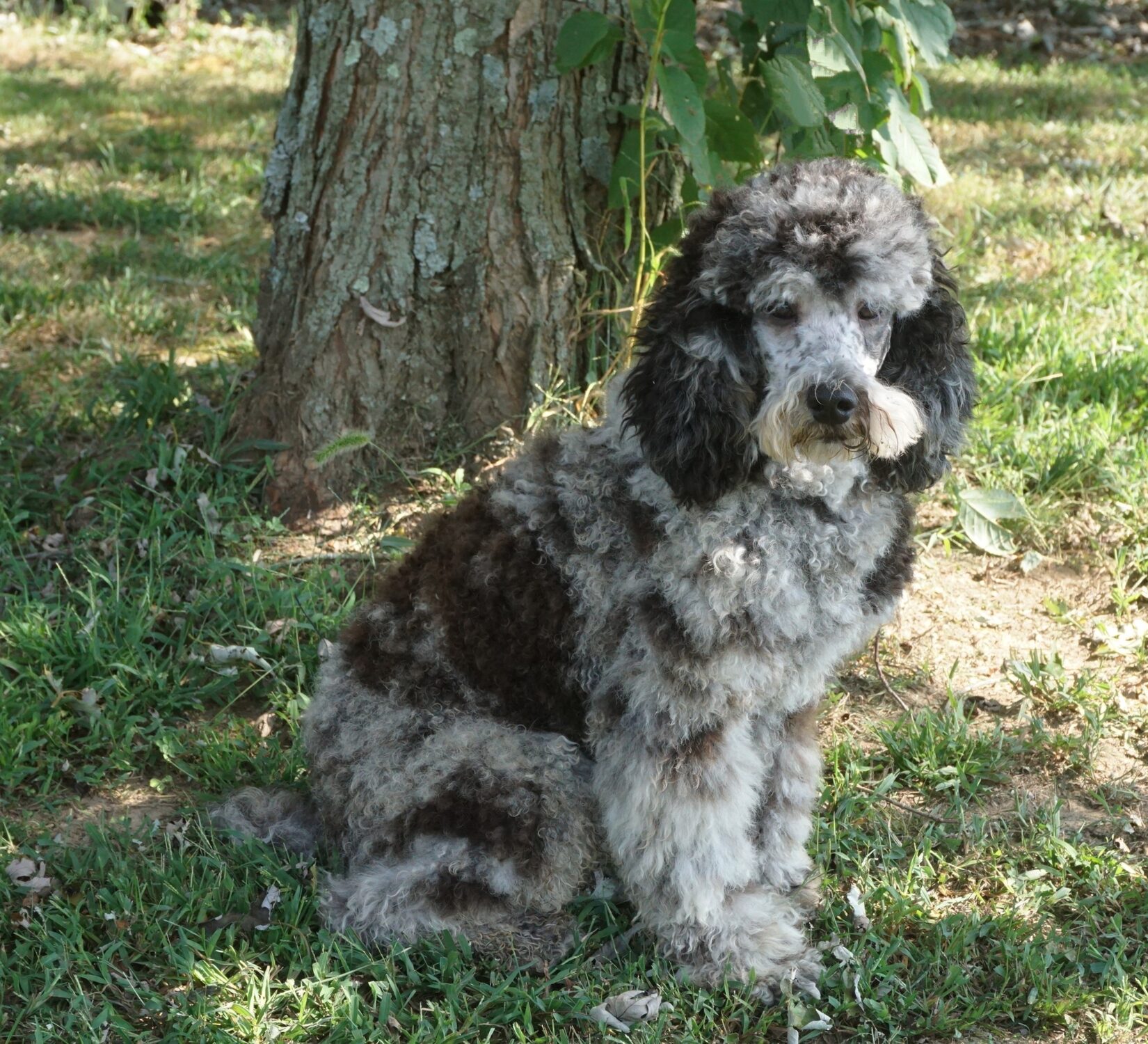 Merle moyen poodle sales