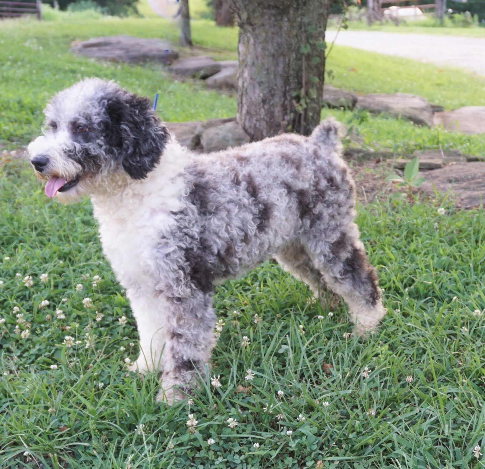 mini aussiedoodle adults