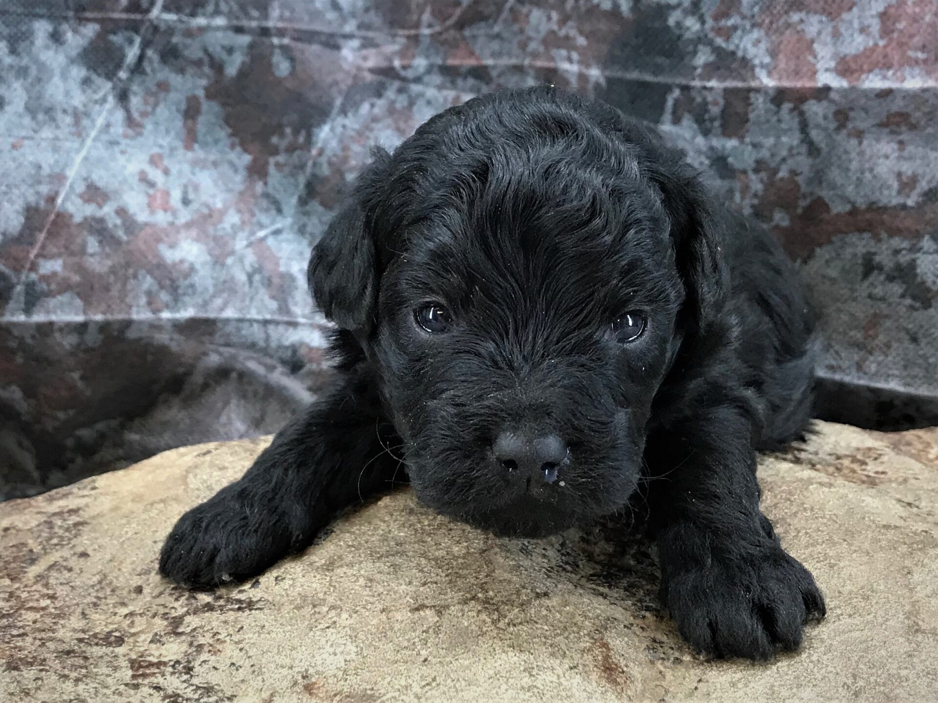 Raggdie Ann x Zoom Toy Aussiedoodle DOB 2172019 Photo Posted 3112019 -  Double R Doodles