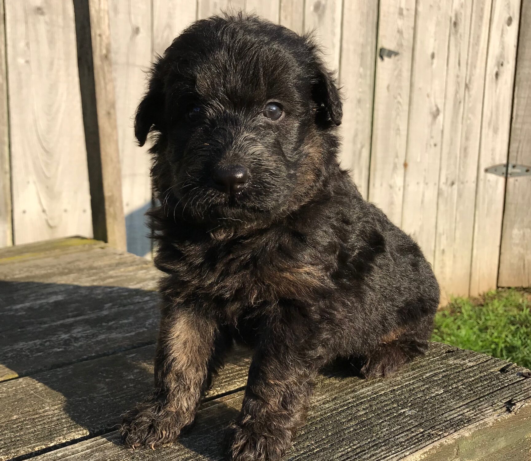 Shantel x Lance F1 Shepadoodle Litter DOB 6/22/2019 Photos Posted 7/23 ...