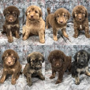 Shepadoodle Puppies for Sale						