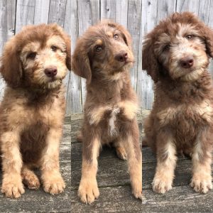 Shepadoodle Dogs for Sale