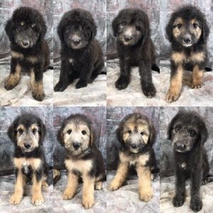 German Aussiedoodle Breeder Puppies for Sale						