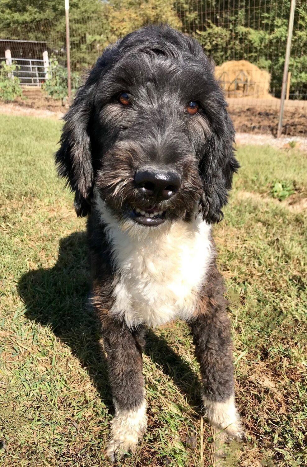 Double shop r aussiedoodles