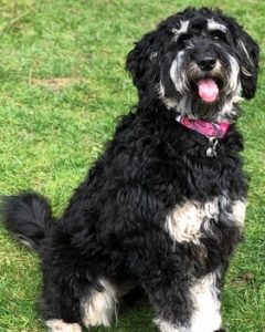 german Shepaussiedoodle Puppy						