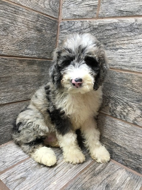 GG and MJ F2b Blue Merle Aussiedoodle Male Photos Taken 8/16/2020 ...