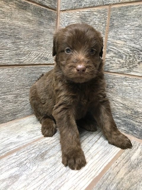 Shepadoodle puppies best sale
