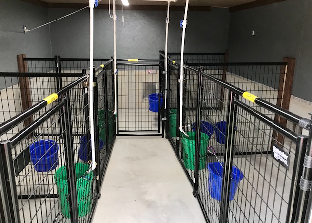 Male Cockapoo Puppies for Sale