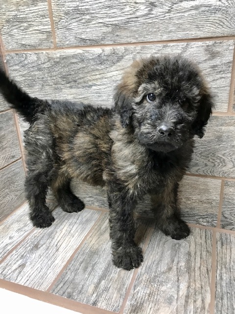 Cinder X Brome Shepadoodle MALE - Double R Doodles