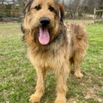 Brown shepadoodle male