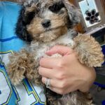 Mini Aussiedoodle puppy