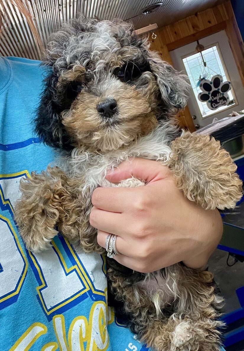 Mini Aussiedoodle puppy