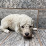 Standard Aussiedoodle puppy