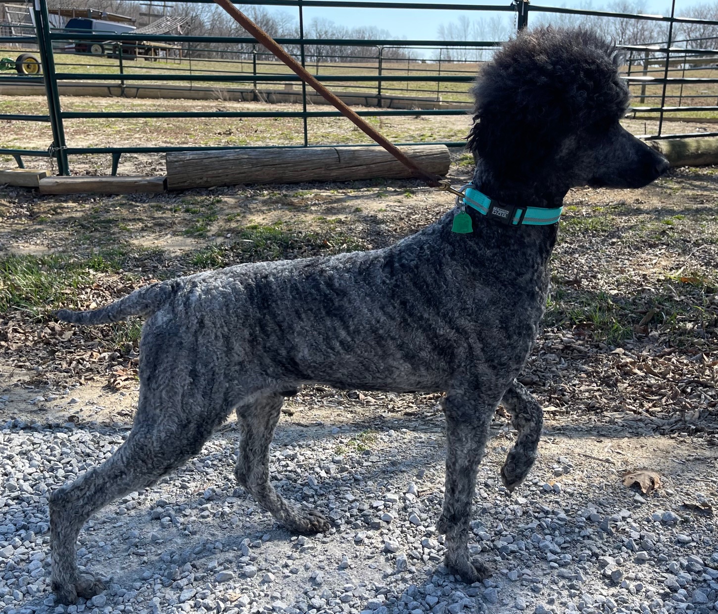 Male black poodle