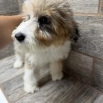 Purdy X NB MINI Aussiedoodles DOB 3/15/26 Leave Home 5/16/26