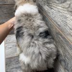 Purdy X NB MINI Aussiedoodles DOB 3/15/26 Leave Home 5/16/26