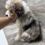 Purdy X NB MINI Aussiedoodles DOB 3/15/26 Leave Home 5/16/26