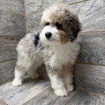 Purdy X NB MINI Aussiedoodles DOB 3/15/26 Leave Home 5/16/26