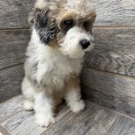 Purdy X NB MINI Aussiedoodles DOB 3/15/26 Leave Home 5/16/26