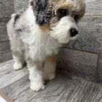 Purdy X NB MINI Aussiedoodles DOB 3/15/26 Leave Home 5/16/26