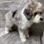 Purdy X NB MINI Aussiedoodles DOB 3/15/26 Leave Home 5/16/26