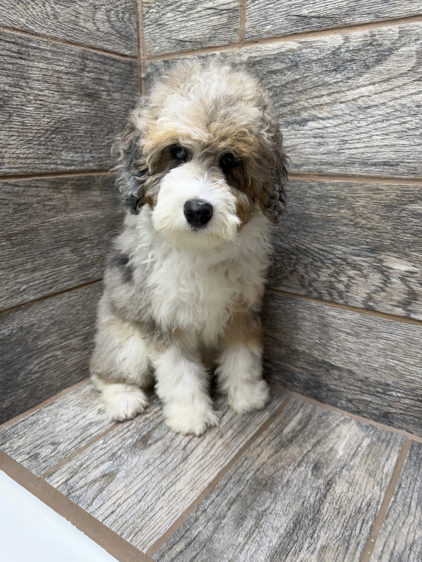 Purdy X NB MINI Aussiedoodles DOB 3/15/26 Leave Home 5/16/26