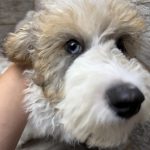 Purdy X NB MINI Aussiedoodles DOB 3/15/26 Leave Home 5/16/26