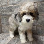 Purdy X NB MINI Aussiedoodles DOB 3/15/26 Leave Home 5/16/26