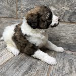 Kimber X Haggard Shepadoodles DOB 5/13/26 Leave Home 7/15/26