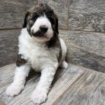 Kimber X Haggard Shepadoodles DOB 5/13/26 Leave Home 7/15/26