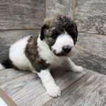 Kimber X Haggard Shepadoodles DOB 5/13/26 Leave Home 7/15/26