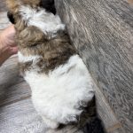 Kimber X Haggard Shepadoodles DOB 5/13/26 Leave Home 7/15/26