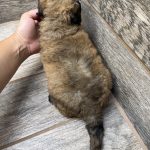 Kimber X Haggard Shepadoodles DOB 5/13/26 Leave Home 7/15/26