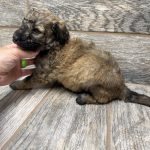 Kimber X Haggard Shepadoodles DOB 5/13/26 Leave Home 7/15/26
