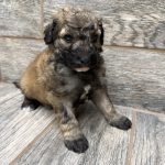 Kimber X Haggard Shepadoodles DOB 5/13/26 Leave Home 7/15/26