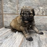 Kimber X Haggard Shepadoodles DOB 5/13/26 Leave Home 7/15/26