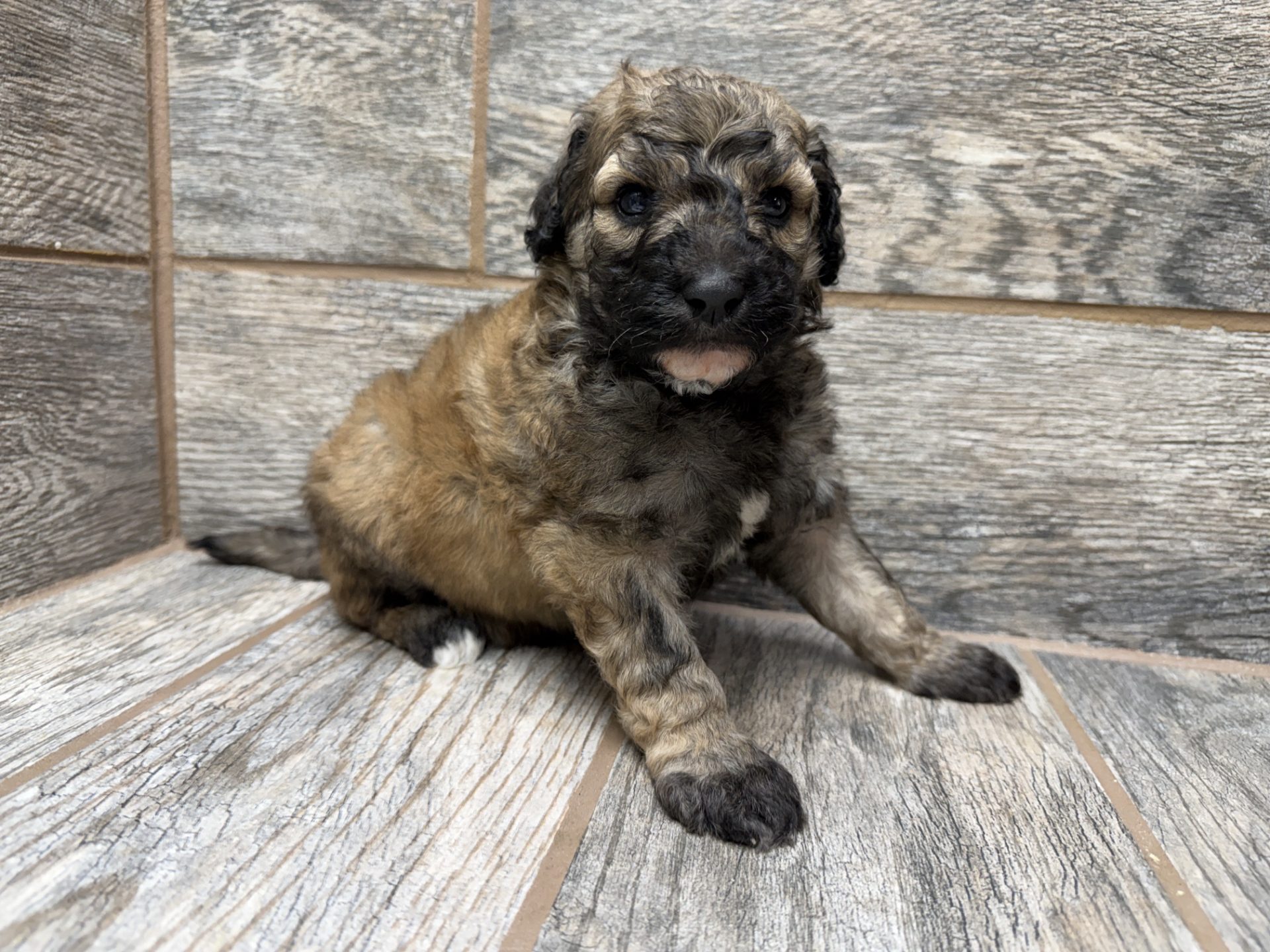 Kimber X Haggard Shepadoodles DOB 5/13/26 Leave Home 7/15/26