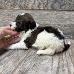 Kimber X Haggard Shepadoodles DOB 5/13/26 Leave Home 7/15/26