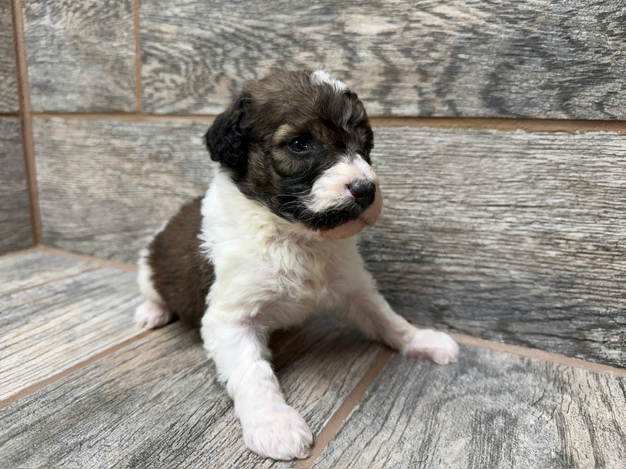 Kimber X Haggard Shepadoodles DOB 5/13/26 Leave Home 7/15/26