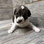 Kimber X Haggard Shepadoodles DOB 5/13/26 Leave Home 7/15/26